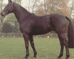 stallion Spitzweg (Hanoverian, 1980, from Spitzbube)