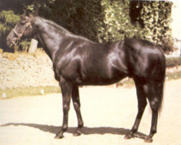 stallion Kashmir II xx (Thoroughbred, 1963, from Tudor Melody xx)