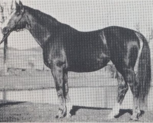 stallion Granat (Hanoverian, 1970, from Grande)