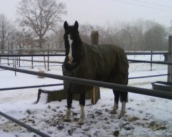 jumper Gabun 32 (Hanoverian, 2003, from Grand Cru)