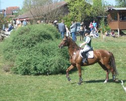 horse Sir Dumbledore (Hanoverian, 2000, from St. Ludwigs Defacto)