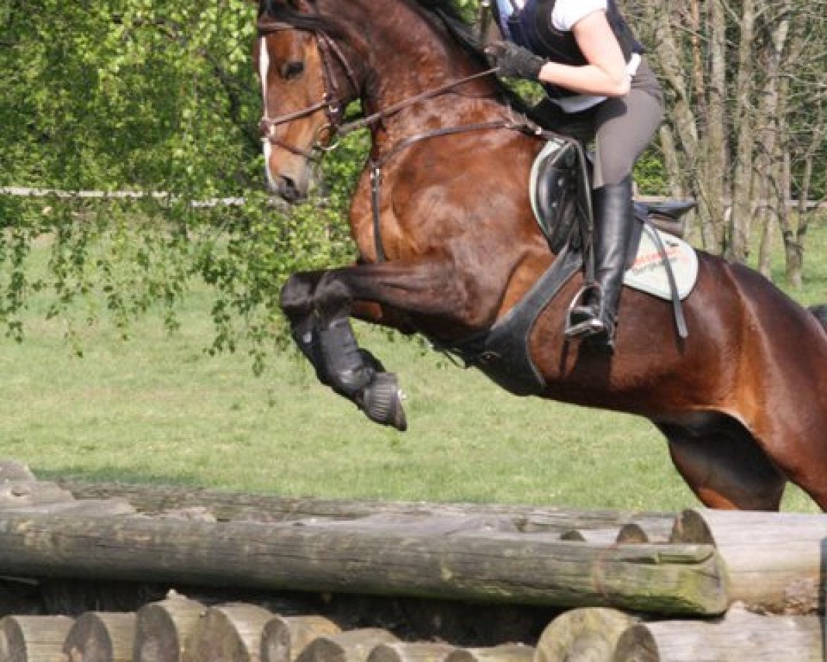 jumper Capriani (German Riding Pony, 2003, from Chevallier)