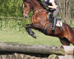 Springpferd Capriani (Deutsches Reitpony, 2003, von Chevallier)