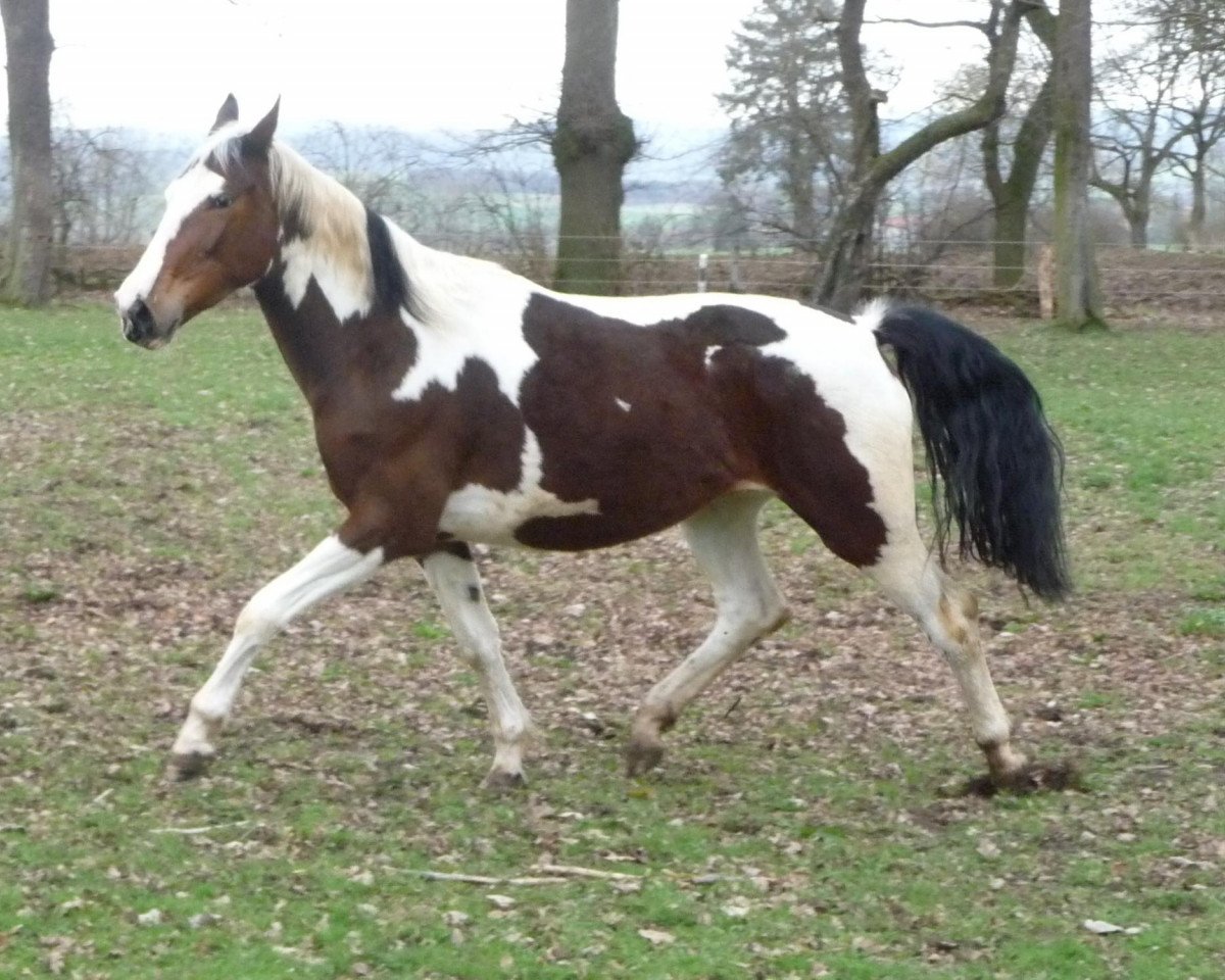 horse Litka (Polish Warmblood, 2007, from Limit)