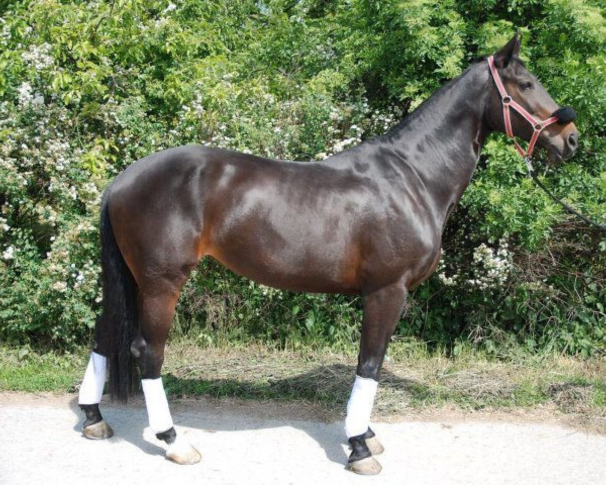 broodmare Caipirinha (Westphalian, 2002, from Charisma)