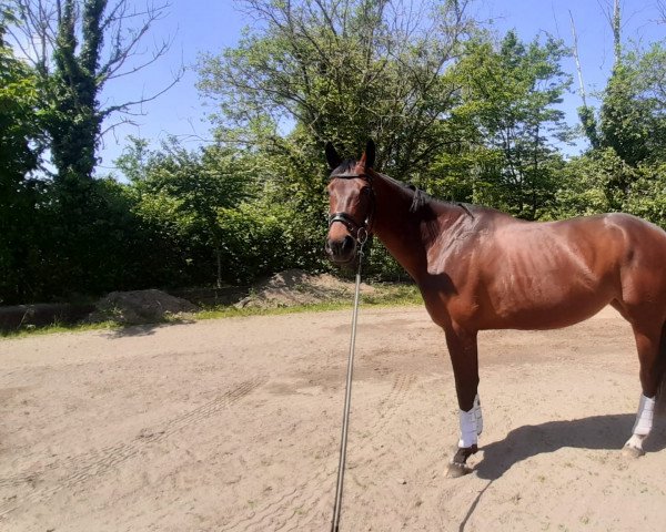 dressage horse Racita (Hanoverian, 2008, from Rubinero 2)