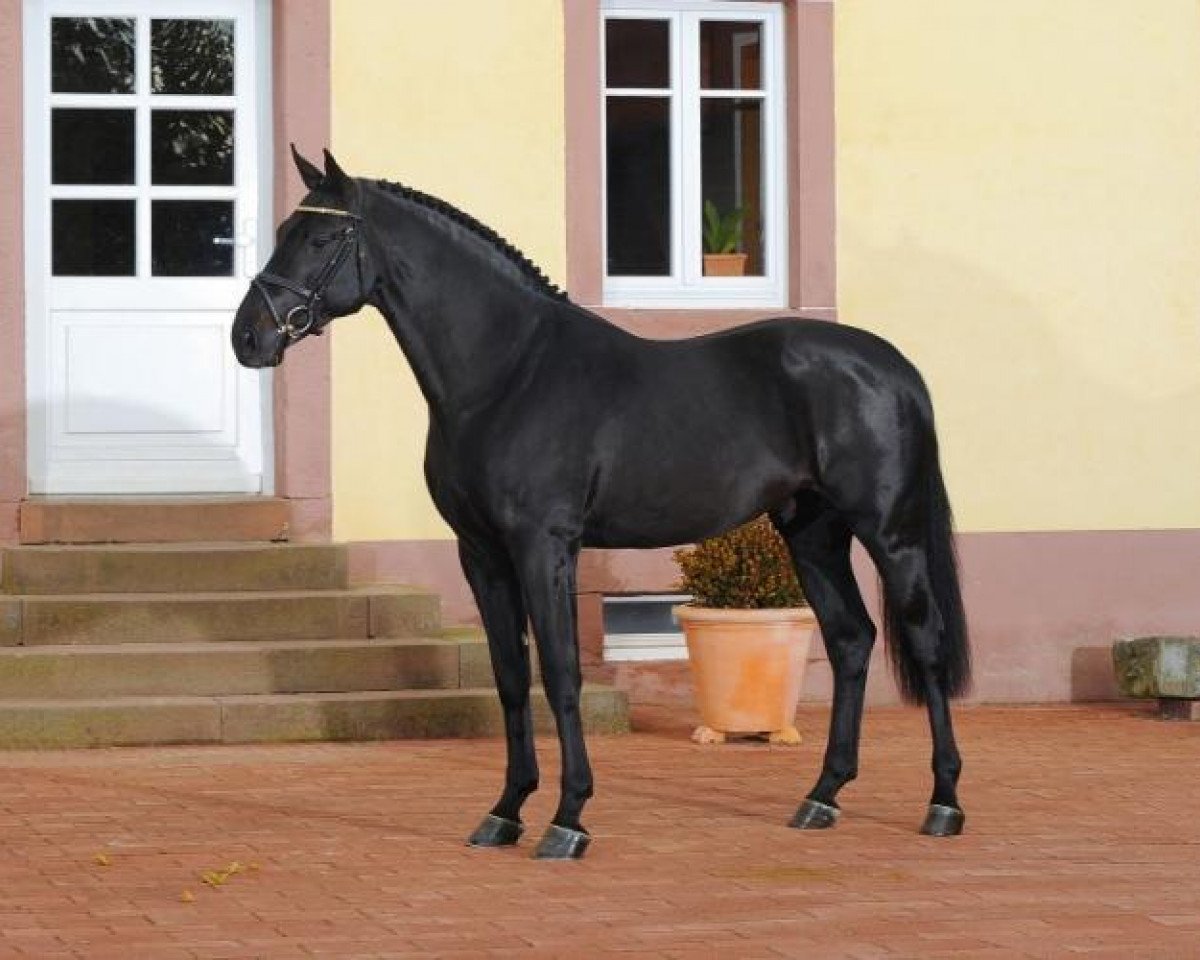 stallion Thorgal de Kezeg (Selle Français, 2007, from Douglas)