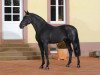 stallion Thorgal de Kezeg (Selle Français, 2007, from Douglas)