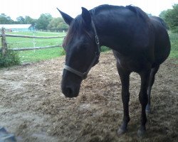 dressage horse Comodore (Hanoverian, 2011, from Contendros Bube)