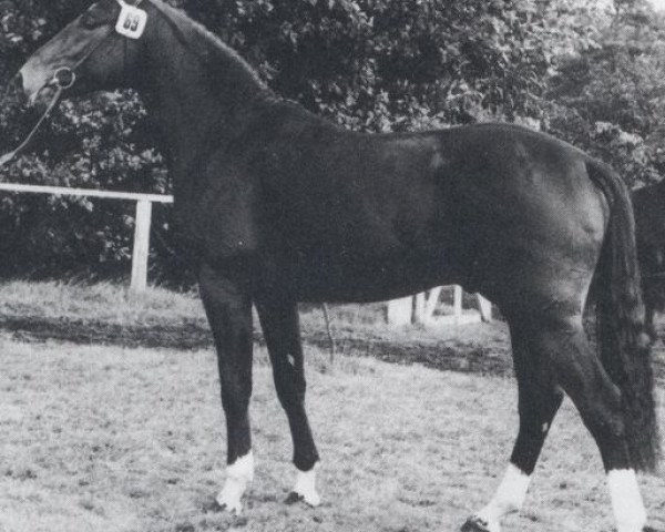 stallion Pik Star (Hanoverian, 1978, from Pik Koenig)