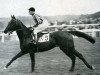 stallion Victrix xx (Thoroughbred, 1934, from Kantar xx)
