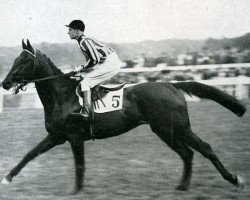 stallion Victrix xx (Thoroughbred, 1934, from Kantar xx)