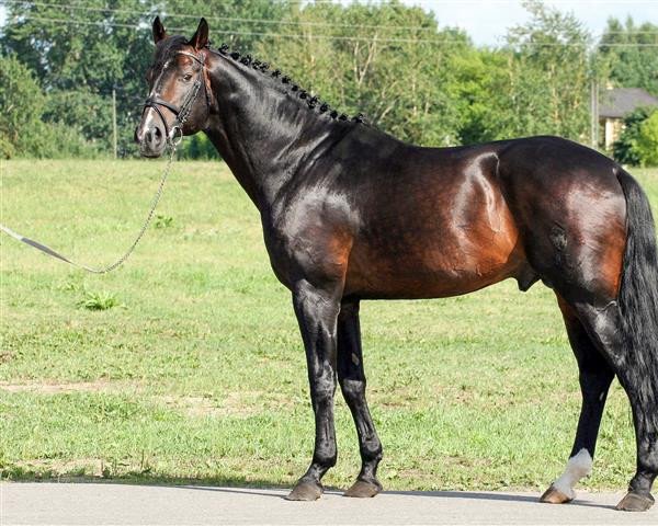 stallion Willy (Latvian Warmblood,  , from Weltrat)