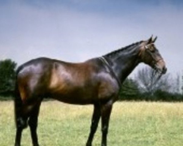 stallion Right Royal V xx (Thoroughbred, 1958, from Owen Tudor xx)