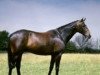 stallion Right Royal V xx (Thoroughbred, 1958, from Owen Tudor xx)