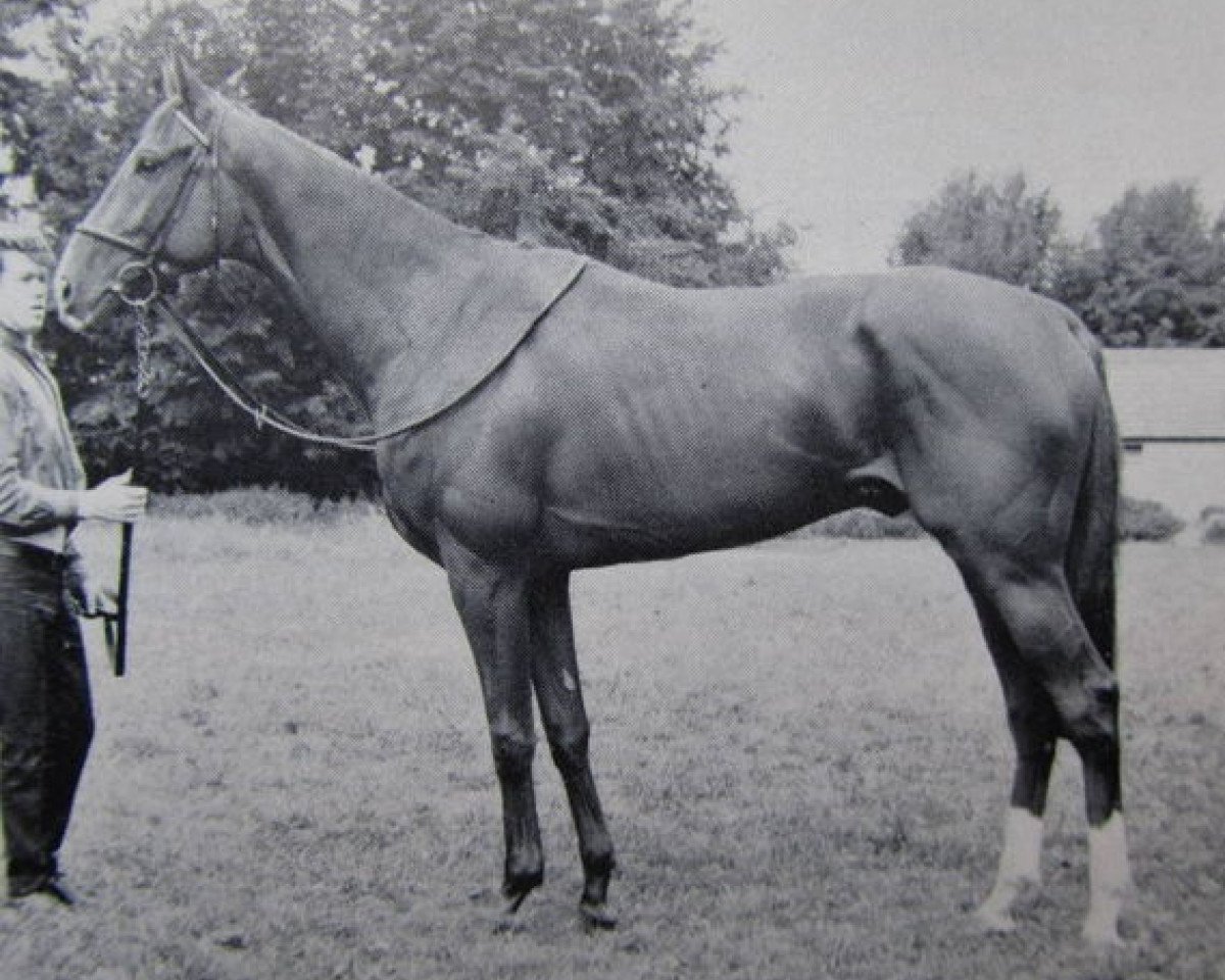 Deckhengst Salvo xx (Englisches Vollblut, 1963, von Right Royal V xx)