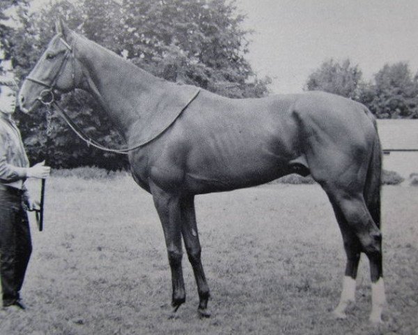 stallion Salvo xx (Thoroughbred, 1963, from Right Royal V xx)
