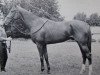 stallion Salvo xx (Thoroughbred, 1963, from Right Royal V xx)