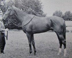 stallion Salvo xx (Thoroughbred, 1963, from Right Royal V xx)