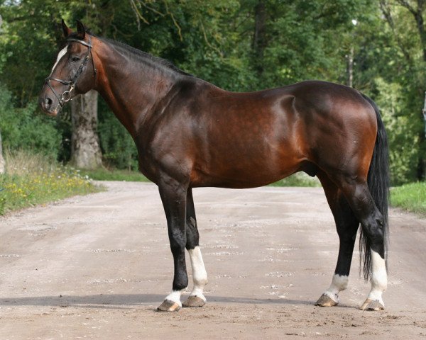 horse Calano II (Holsteiner,  , from Capitol I)