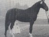stallion Ramos (Bavarian, 1984, from Rasso)