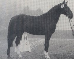 stallion Ramos (Bavarian, 1984, from Rasso)