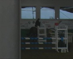 Springpferd Cain 4 (Zangersheide Reitpferd, 2005, von Cobra)