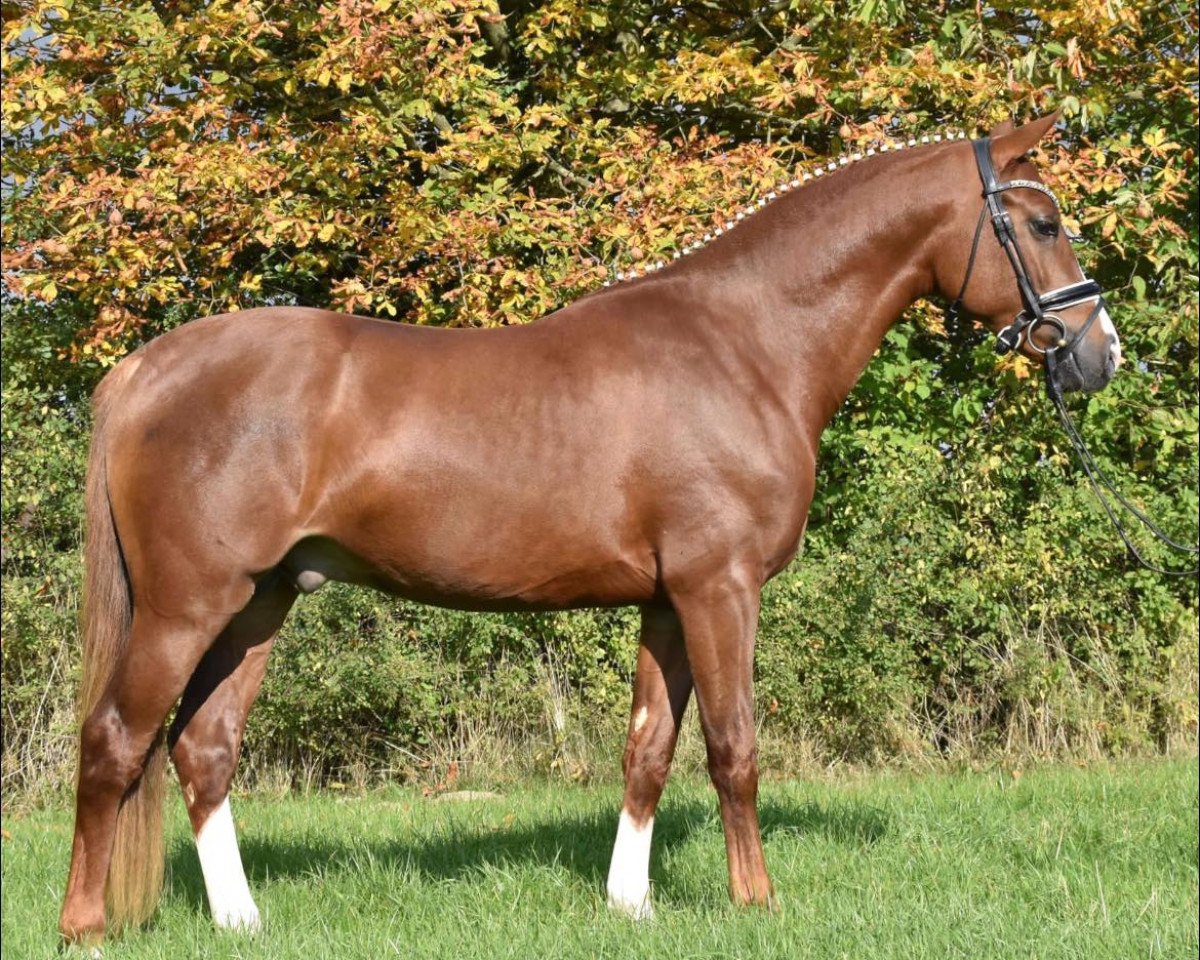 dressage horse Cosmo Rubin (German Riding Pony, 2019, from DSP COSMO ROYALE)