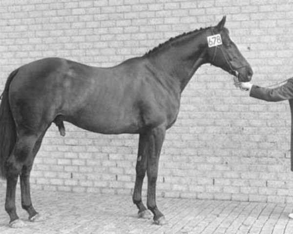 stallion Pastrocio xx (Thoroughbred, 1966, from Almoro xx)