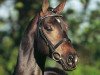 stallion Kaiser Franz (Dutch Warmblood, 1999, from Krack C)