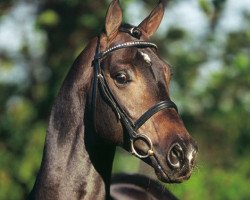 Deckhengst Kaiser Franz (KWPN (Niederländisches Warmblut), 1999, von Krack C)