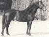 stallion Fernzauber (Hanoverian, 1955, from Fernalp)