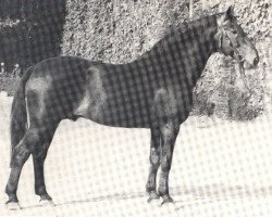 stallion Fernzauber (Hanoverian, 1955, from Fernalp 3715)