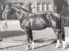 stallion Freischütz (Westphalian, 1963, from Fernzauber)