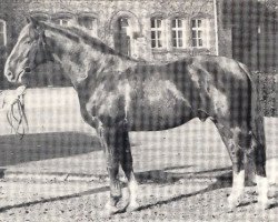 Deckhengst Freischütz (Westfale, 1963, von Fernzauber)