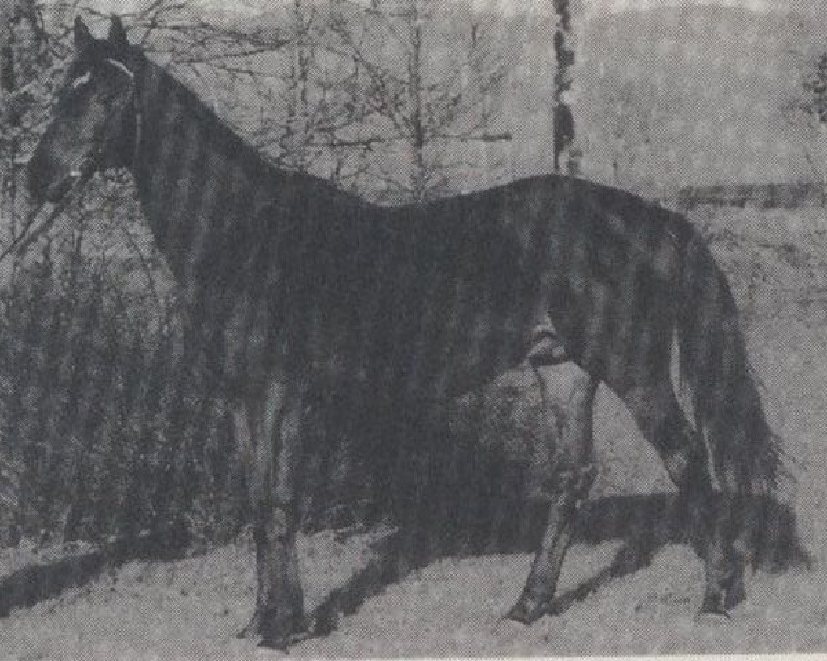 stallion Koenigstraum xx (Thoroughbred, 1982, from Luciano xx)