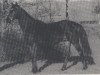 stallion Koenigstraum xx (Thoroughbred, 1982, from Luciano xx)