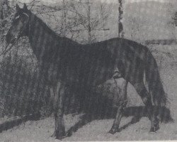 stallion Koenigstraum xx (Thoroughbred, 1982, from Luciano xx)