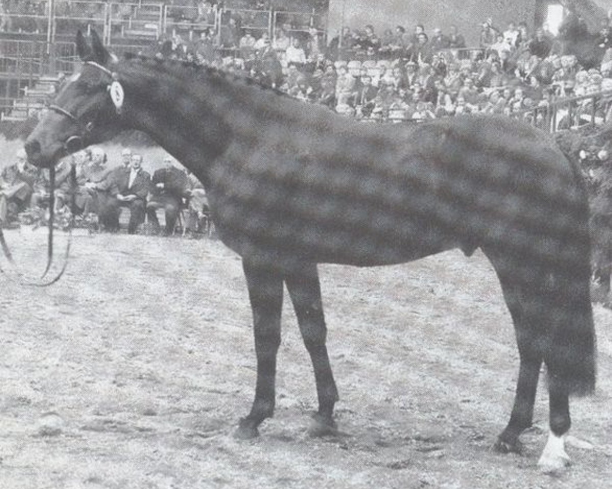 Deckhengst Cadillac (Holsteiner, 1982, von Calypso I)