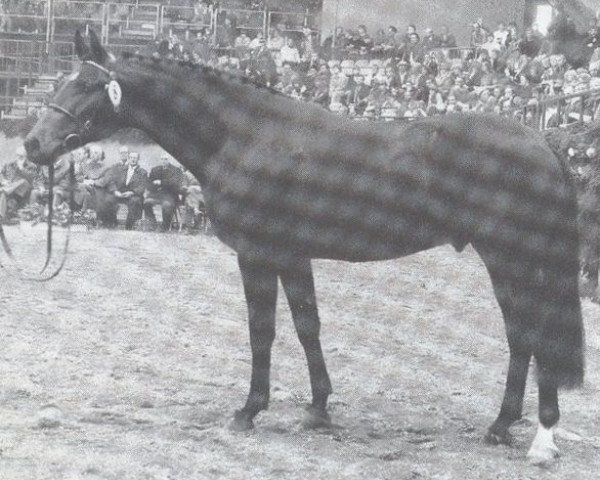 stallion Cadillac (Holsteiner, 1982, from Calypso I)