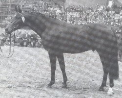 Deckhengst Cadillac (Holsteiner, 1982, von Calypso I)