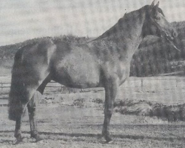 stallion Champion (Bavarian, 1987, from Cadillac)
