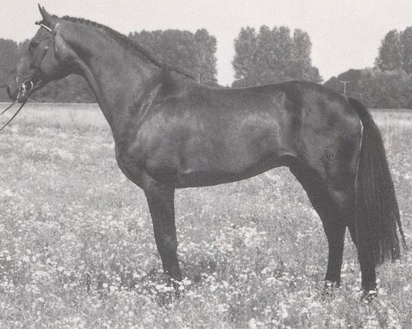 stallion Westpoint (Westphalian, 1978, from Windesi xx)