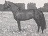 stallion Westpoint (Westphalian, 1978, from Windesi xx)