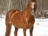stallion Arioso BRD (Hanoverian, 1986, from Adlerfluegel)