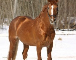 stallion Arioso BRD (Hanoverian, 1986, from Adlerfluegel)