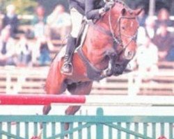 stallion Creston Dundee (German Riding Pony, 1995, from FS Cocky Dundee)