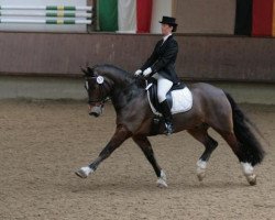 dressage horse Brooks Husar (Welsh-Cob (Sek. D), 1996, from Harlequin)