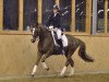 dressage horse Amore Mio 17 (Hessian Warmblood, 2002, from Almaz)