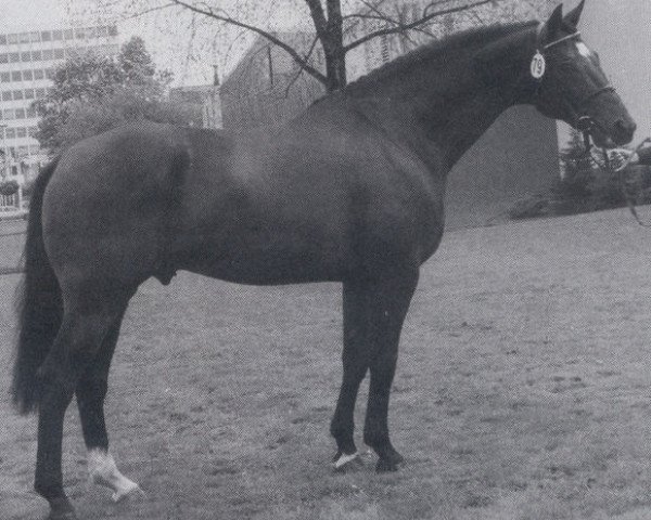 stallion Pik Boy (Bavarian, 1981, from Pik Bube I)